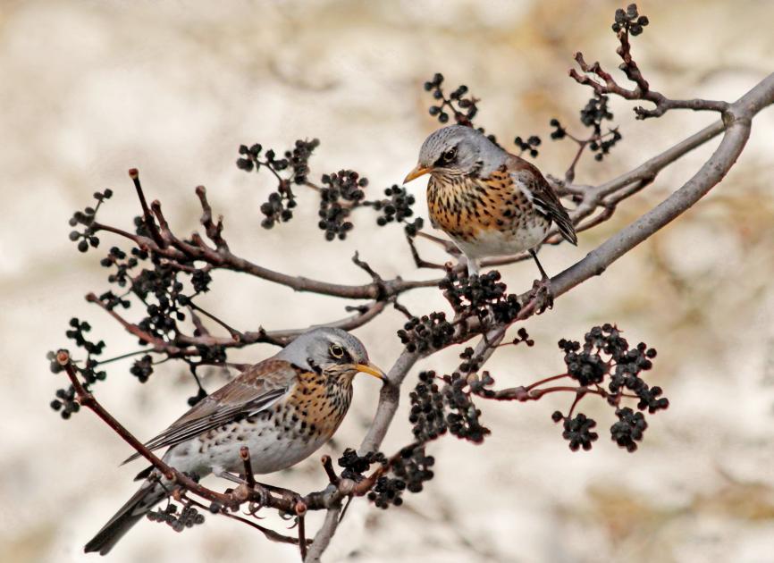 Themenführung Vögel im Botanischen Garten