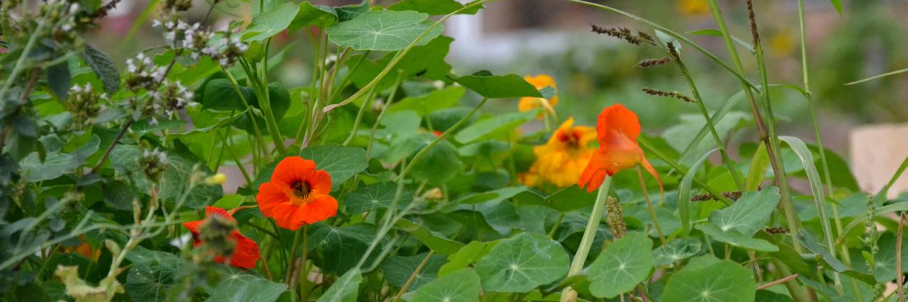 hochbeet_mit_kapuzinerkresse-foto-gesa_maschkowski_banner.jpg Kapuzinerkresse