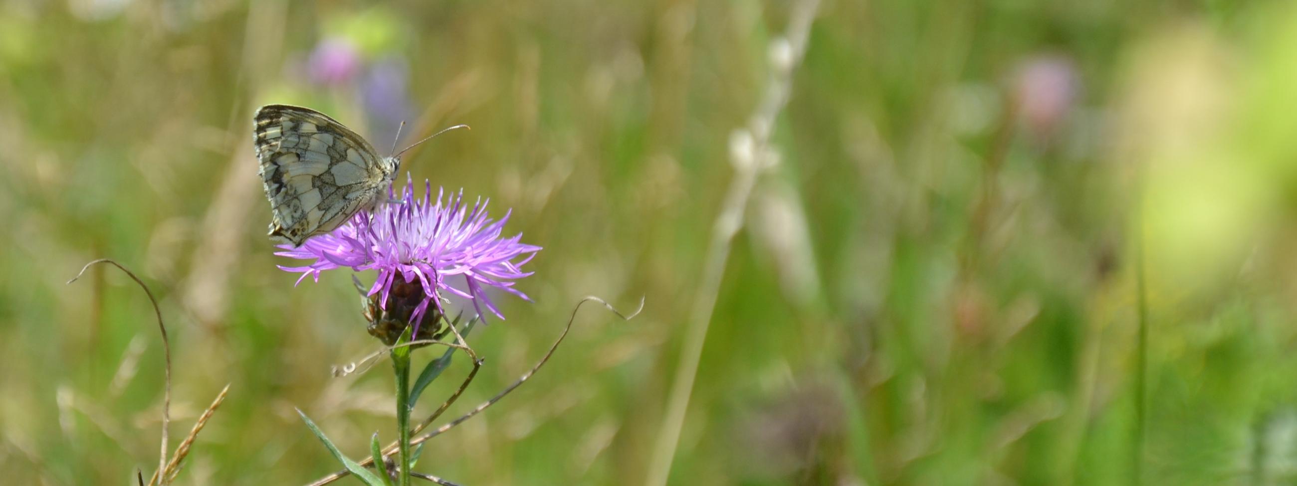 Schachbrettfalter auf Wiesenflockenblume