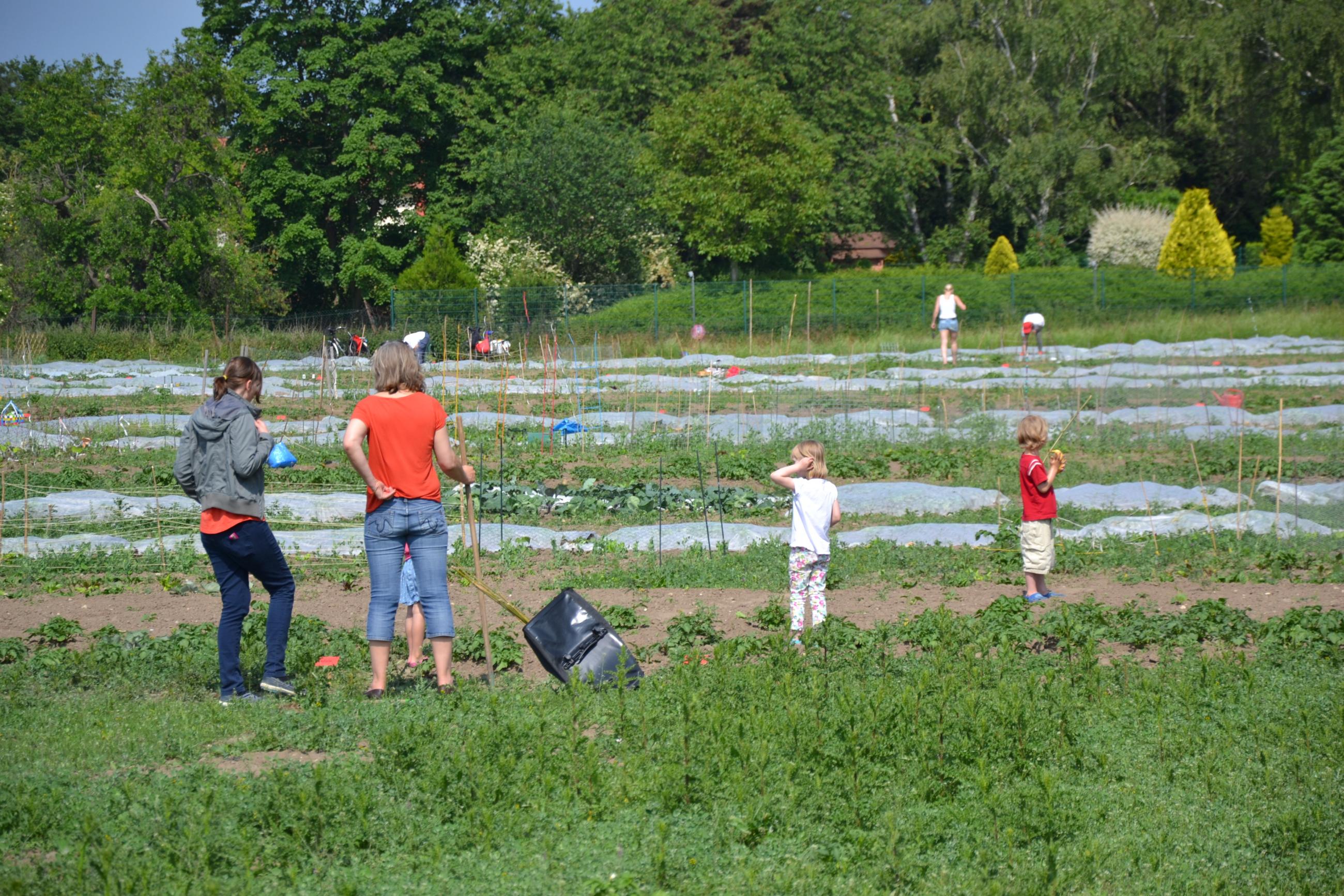 Erwachsene und Kinder auf einem Selbsterntefeld bei Köln