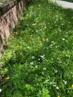 Wiesenstreifen neben einer Mauer