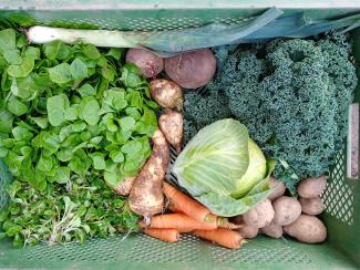 verschiedenes Gemüse