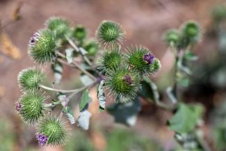 Pflanze: arctium lappa (Pflanze mit mehreren Blütenknospen, jewiles von stacheligen Blättern umhüllt)