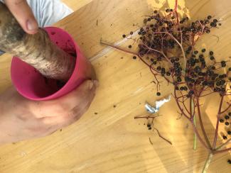 Wildkräuter werden zu einem Brei verarbeitet