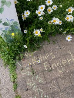 kleine blühende Pflanzen, die ihren Weg durch das Steinpflaster gefunden haben