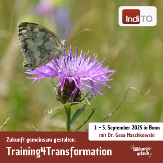 Foto eines Falters auf einer Distelblüte