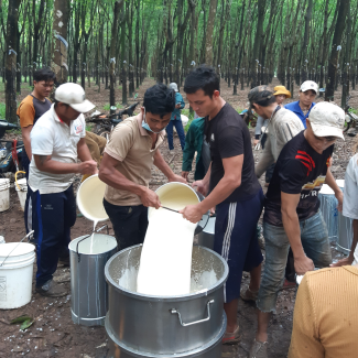 Menschen bei der Kautschuk-Ernte in Vietnam