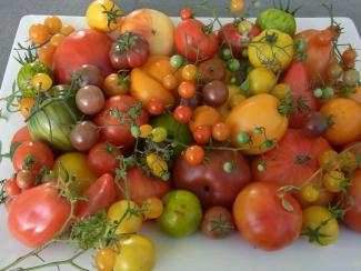 bunte Tomaten
