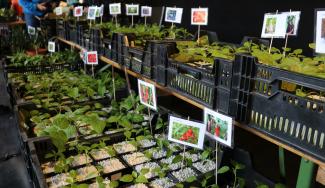 Kräuter auf einem Marktstand