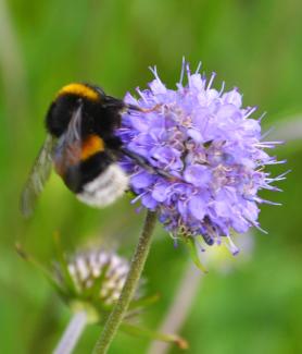 Hummel auf Wiesenknopf