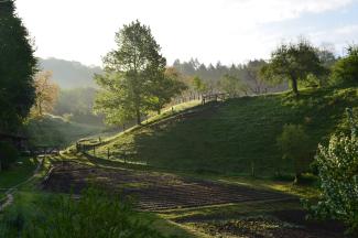 hügelige Landschaft mit Bäumen