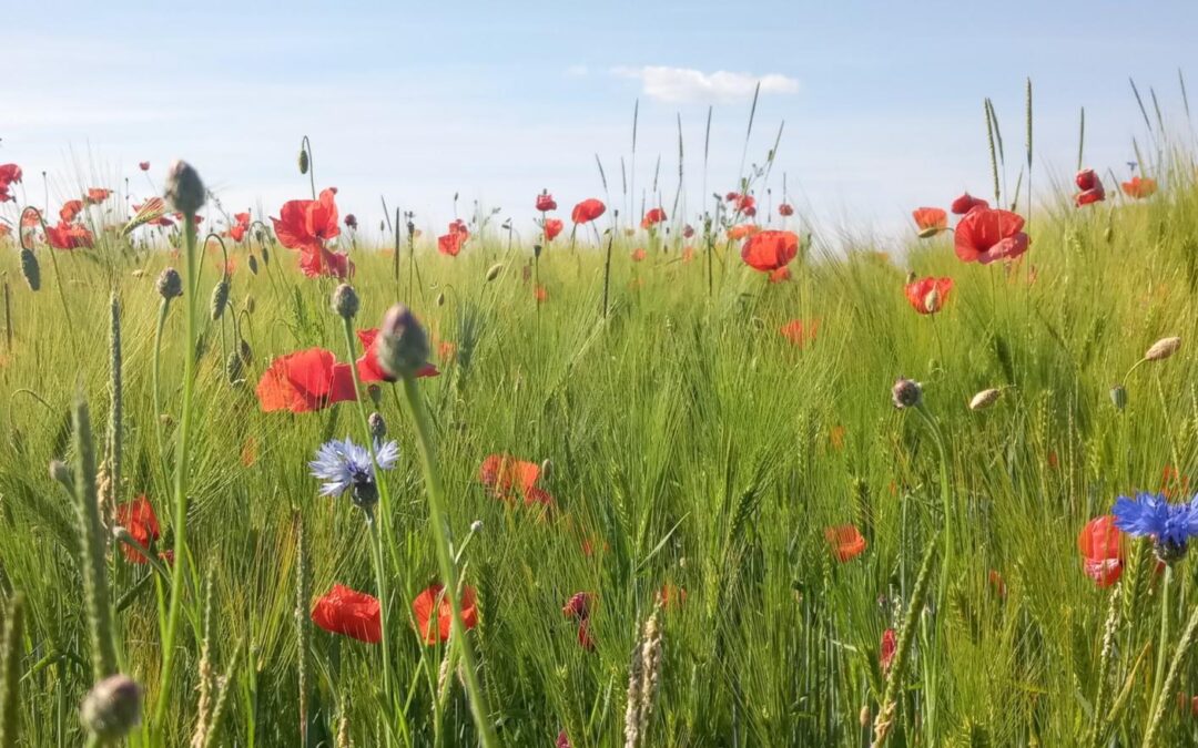 Warum wir in Bonn und Region mindestens 50 % Ökolandbau brauchen