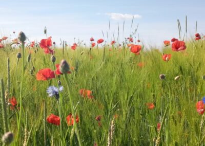 Warum wir in Bonn und Region mindestens 50 % Ökolandbau brauchen