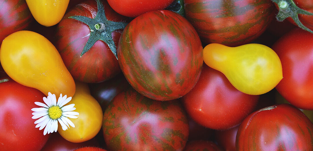 Ernährung und Landwirtschaft: was der Klimaschutzbeirat der Stadt Bonn empfiehlt