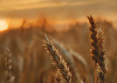 Warum unser Ernährungssystem Veränderungen braucht